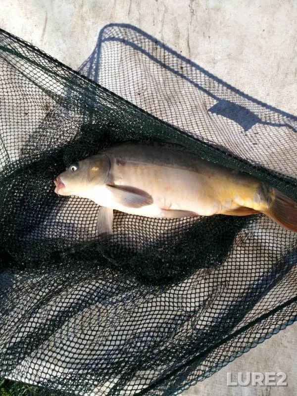 Carp — Chelyabinskaya oblast, Aug 01, 2018