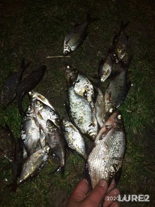 Bream, White bream — Mukhavets, Apr 05, 2020