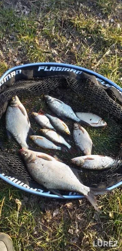 Bream, Roach — Mukhavets, Apr 06, 2020