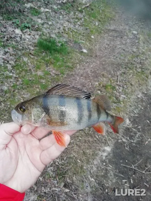 Perch, Pike — Brestskaya oblast, Apr 09, 2020