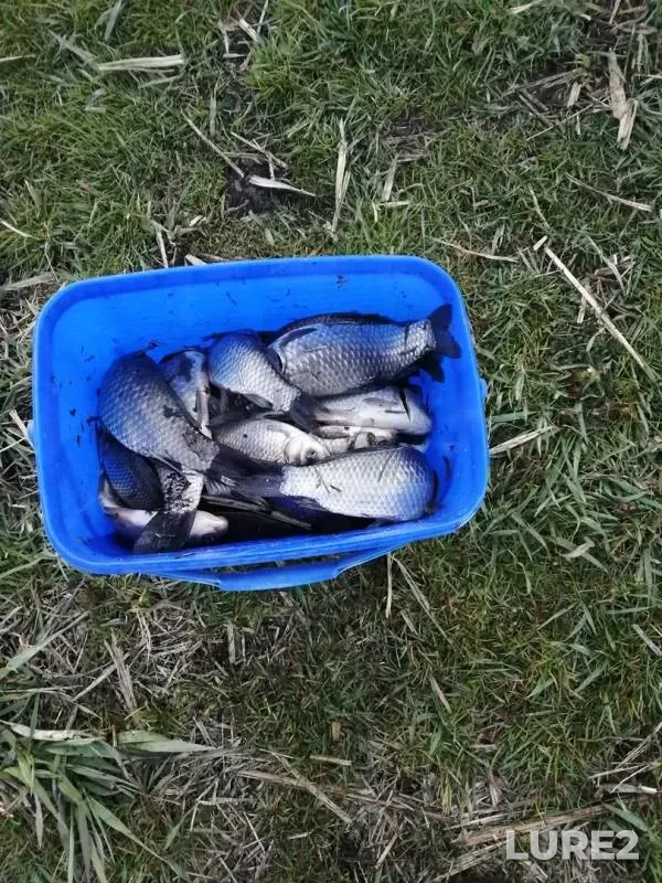 Crucian carp — Lesnaya, Apr 11, 2020