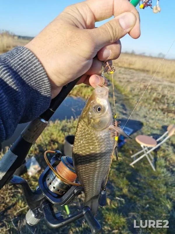 Crucian carp — Lesnaya, Apr 11, 2020