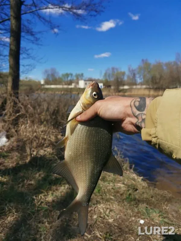 Bream, Perch — Mukhavets, Apr 11, 2020