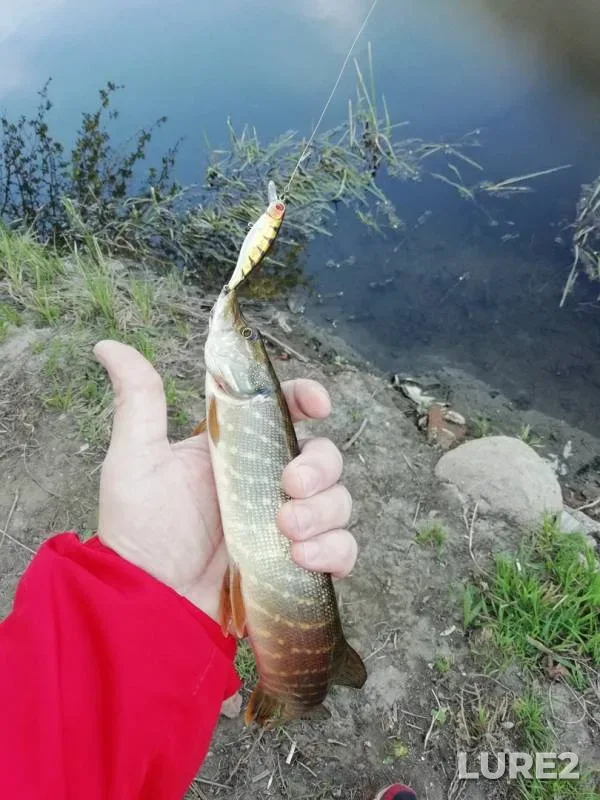 Pike — Brestskaya oblast, Apr 23, 2020