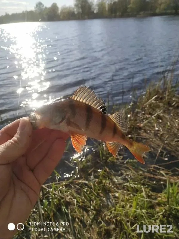 Perch, Pike — Mukhavets, Apr 27, 2020