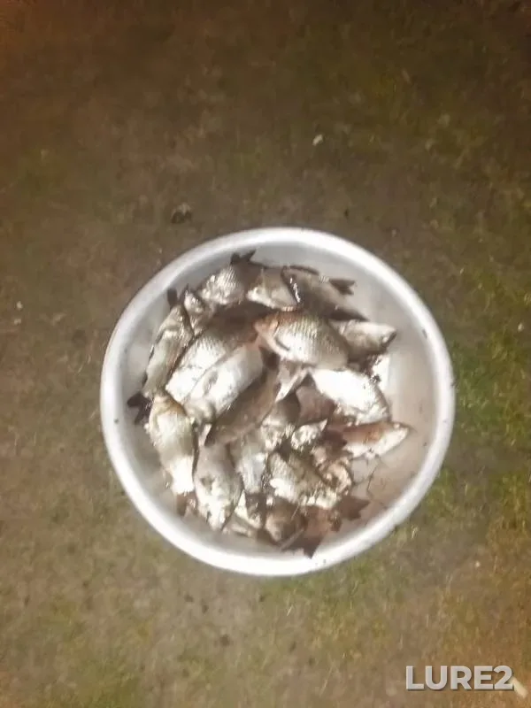 Carp, Crucian carp — Stinskiy, Apr 13, 2020