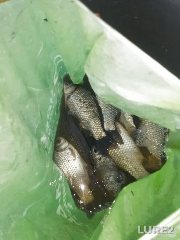 Crucian carp — Stinskiy, Apr 16, 2020