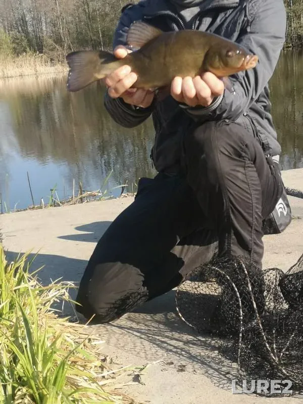 Tench — Mukhavets, Apr 28, 2020
