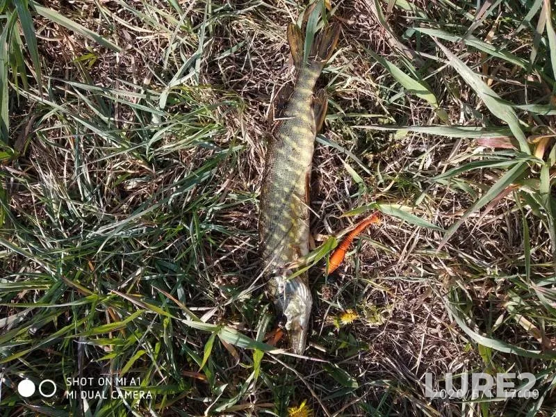 Pike — Lesnaya, May 02, 2020