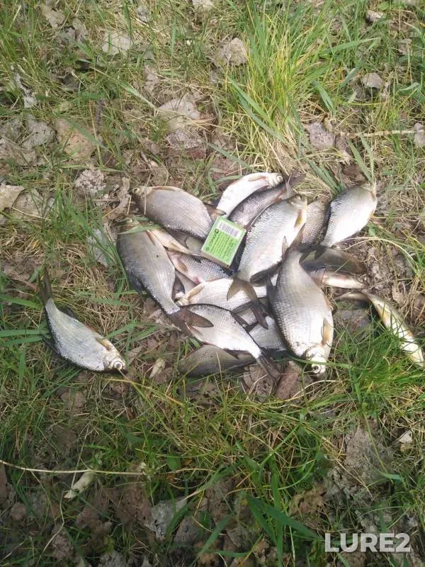 White bream — Mukhavets, May 03, 2020