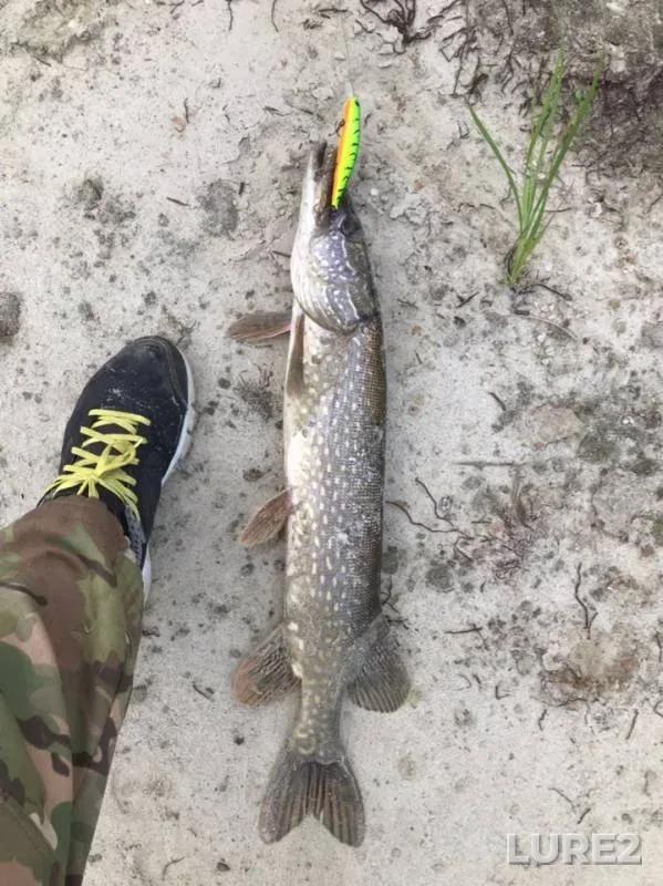 Perch, Pike — Bolshoy Balyk, Jul 25, 2019