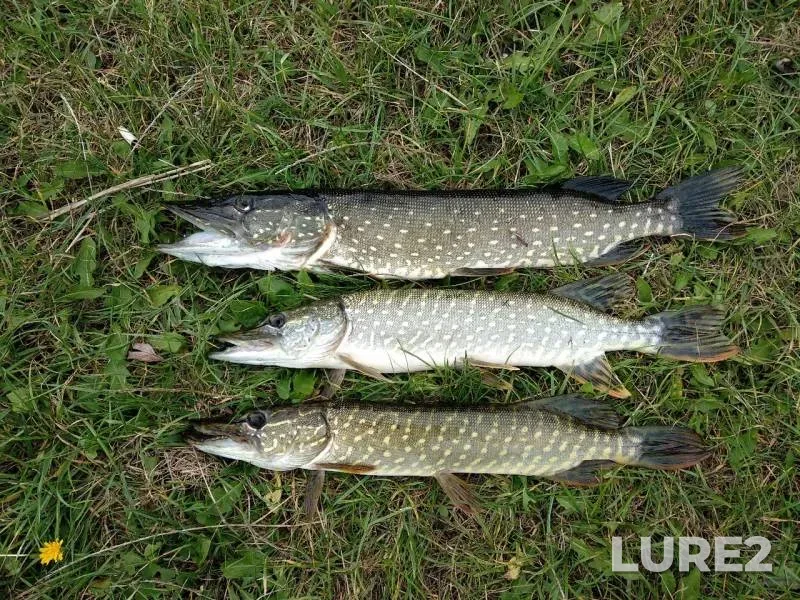 Pike — Brestskaya oblast, Brestskiy rayon, May 03, 2020