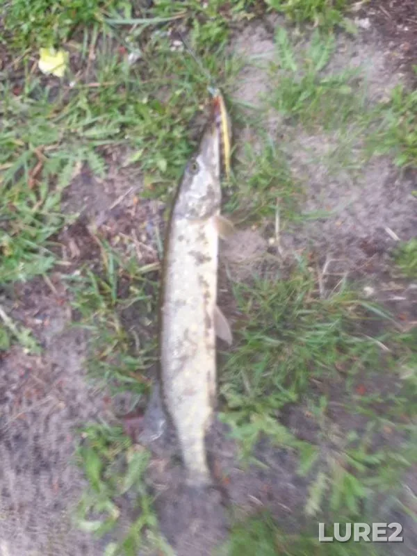 Pike — Mukhavets, May 06, 2020