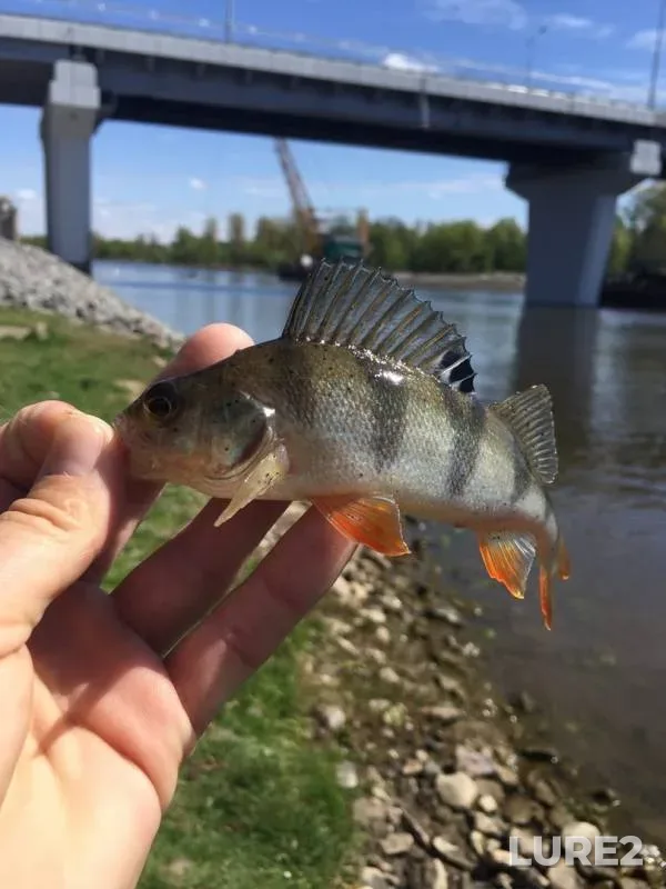 Perch — Pina, May 07, 2020