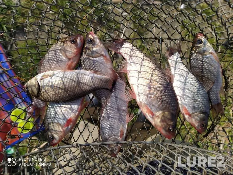 Crucian carp — Brestskaya oblast, Brestskiy rayon, May 09, 2020