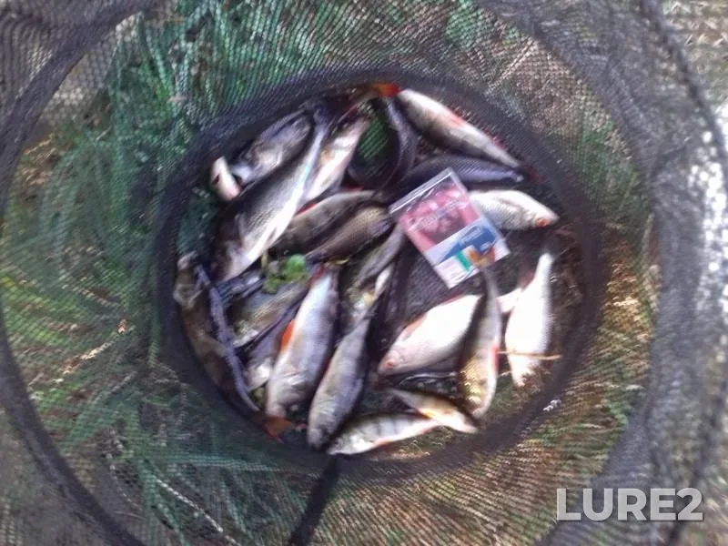 Perch, Roach — Brestskaya oblast, Kamenetskiy rayon, May 10, 2020
