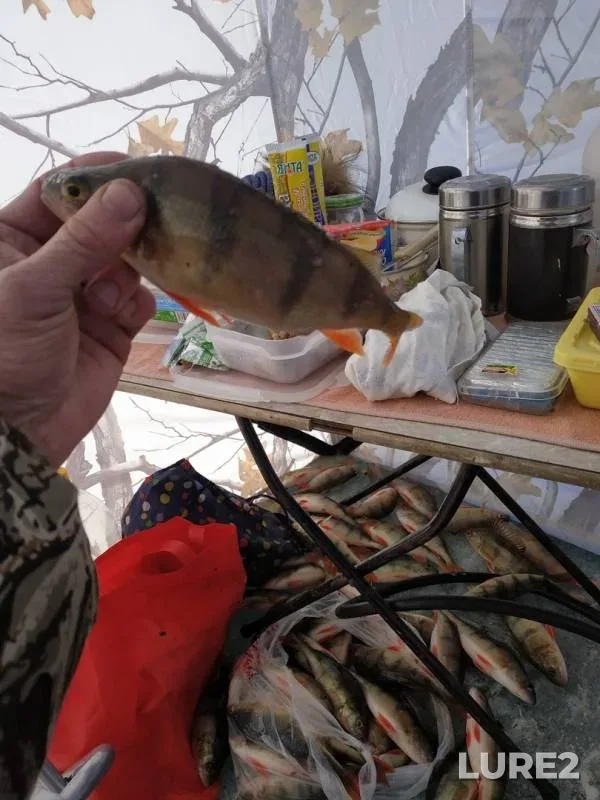 Perch — Arakhley, Dec 07, 2019