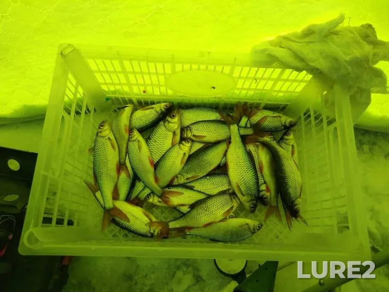 Roach — Shakshinskoye, Jan 05, 2020