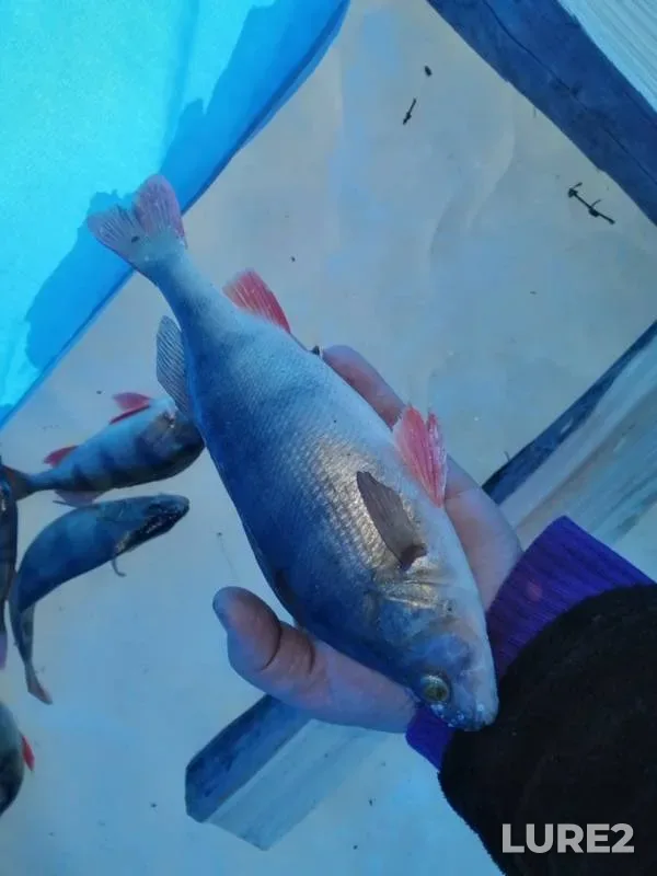Perch — Ivan, Jan 15, 2020