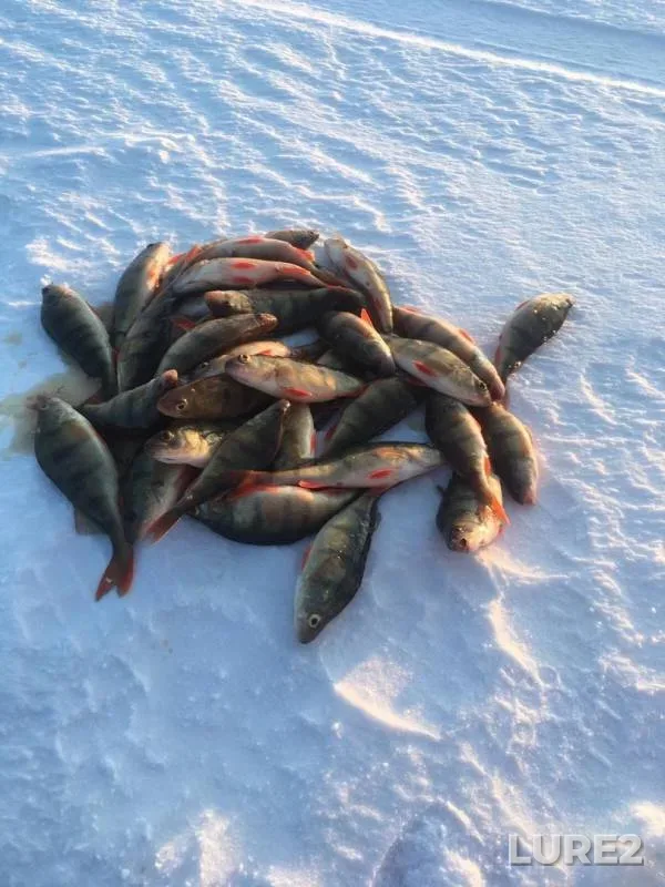 Perch — Arakhley, Feb 01, 2020