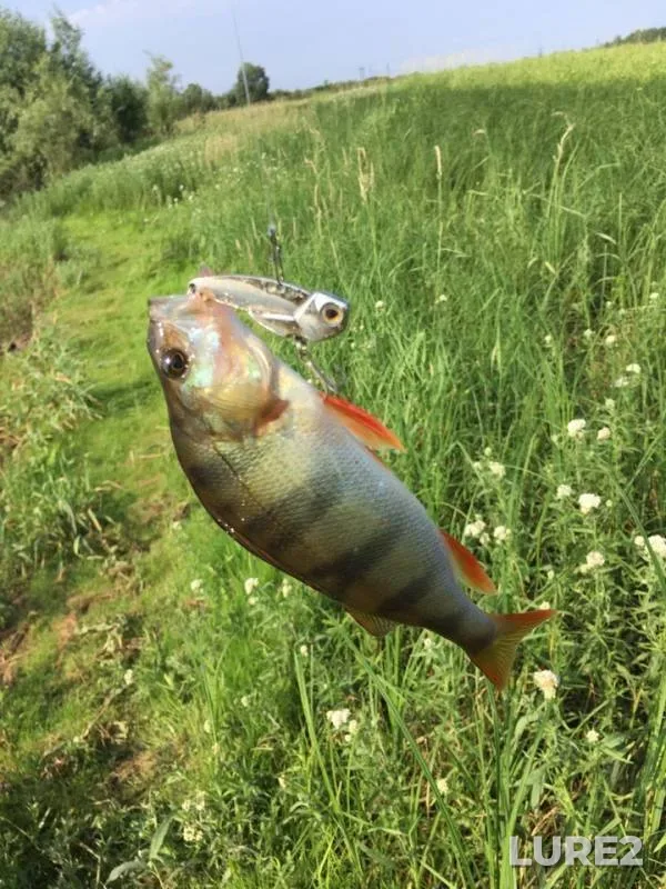 Perch, Pike — protoka Bolshaya Yuganskaya, Jul 21, 2019