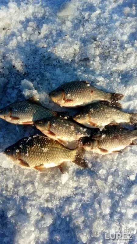 Crucian carp — Kenon, Feb 17, 2020