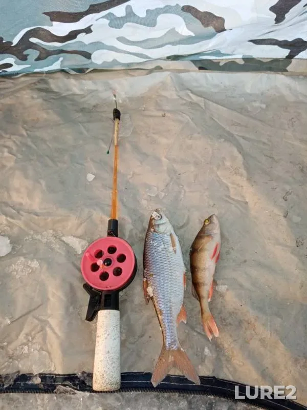 Perch, Roach — Ivan, Jan 06, 2020