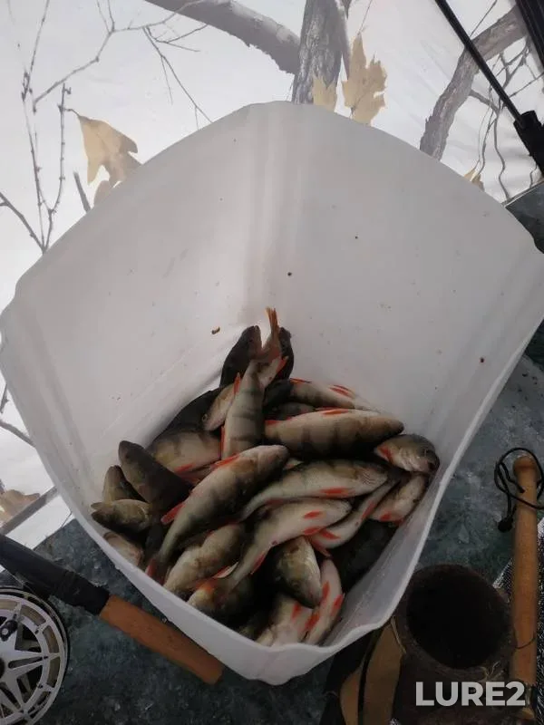 Perch — Arakhley, Dec 15, 2019
