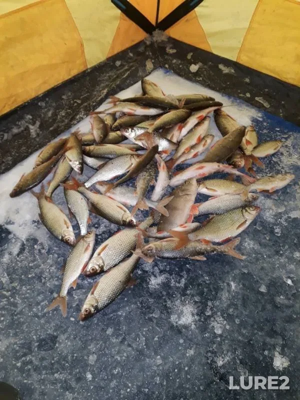 Perch, Roach — Shakshinskoye, Dec 15, 2019