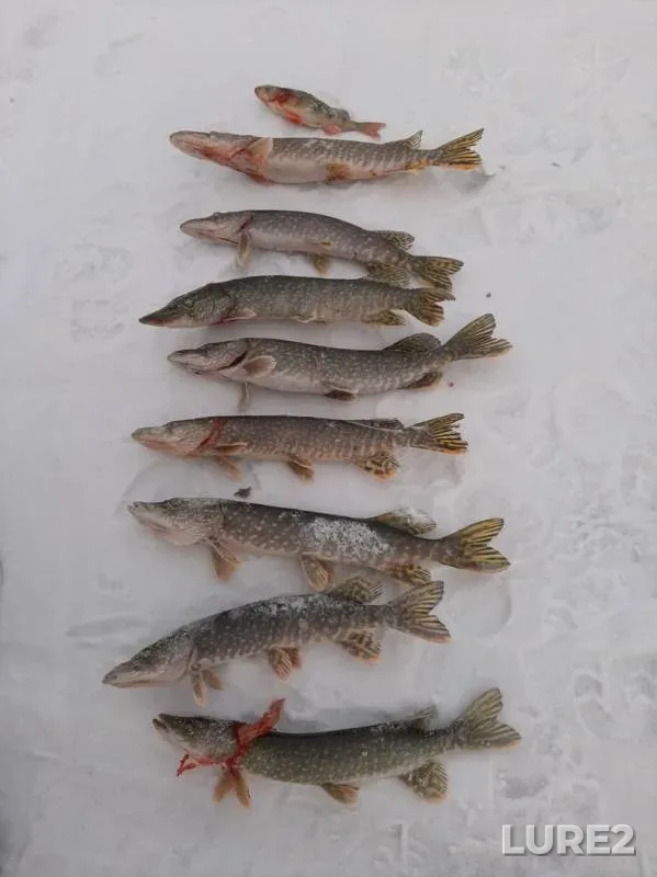 Perch, Pike — Ivan, Dec 15, 2019