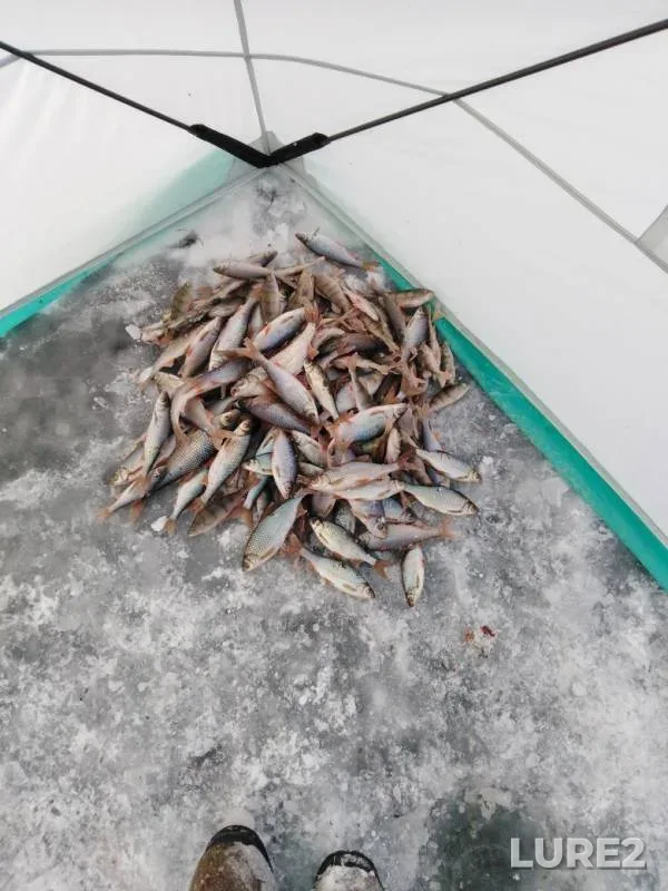 Perch, Roach — Shakshinskoye, Nov 30, 2019