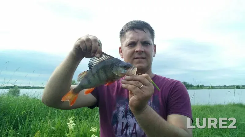Perch, Pike — protoka Akopas, Jul 19, 2019