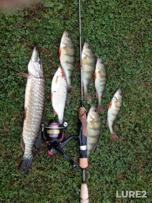 Perch, Pike — protoka, Sep 13, 2016