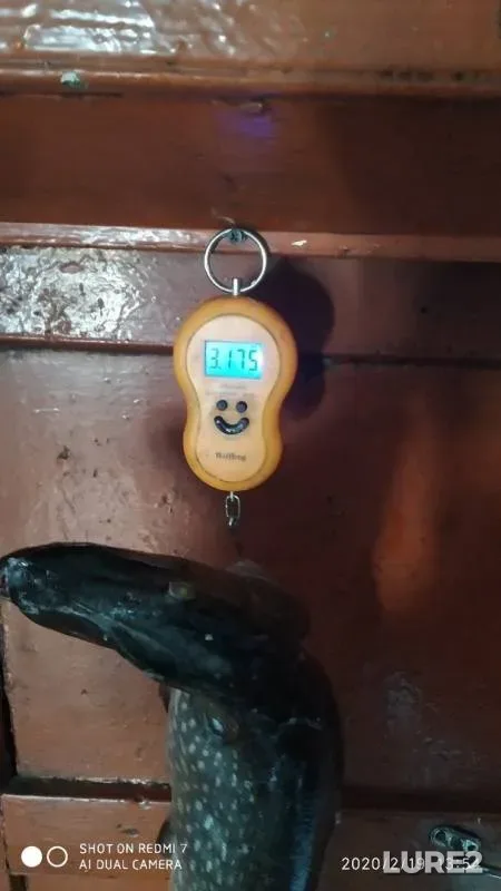 Pike — Shakshinskoye, Feb 19, 2020