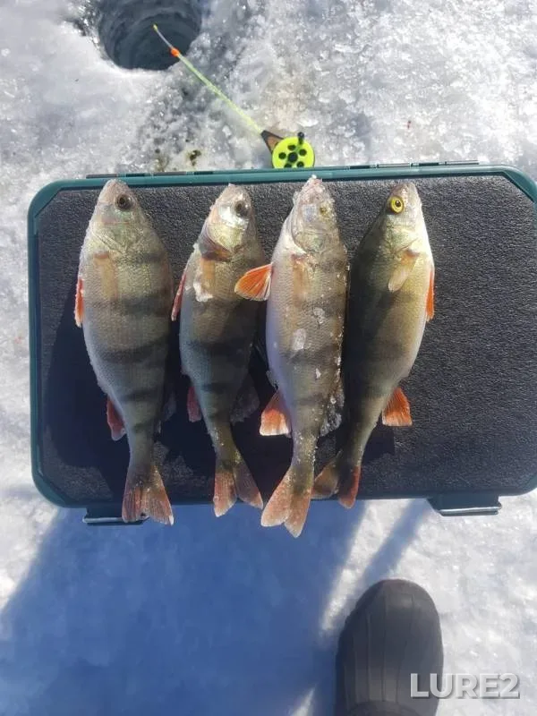Perch — Arakhley, Feb 24, 2020