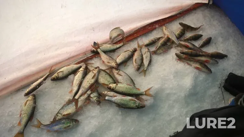Perch, Roach — Shakshinskoye, Feb 24, 2020