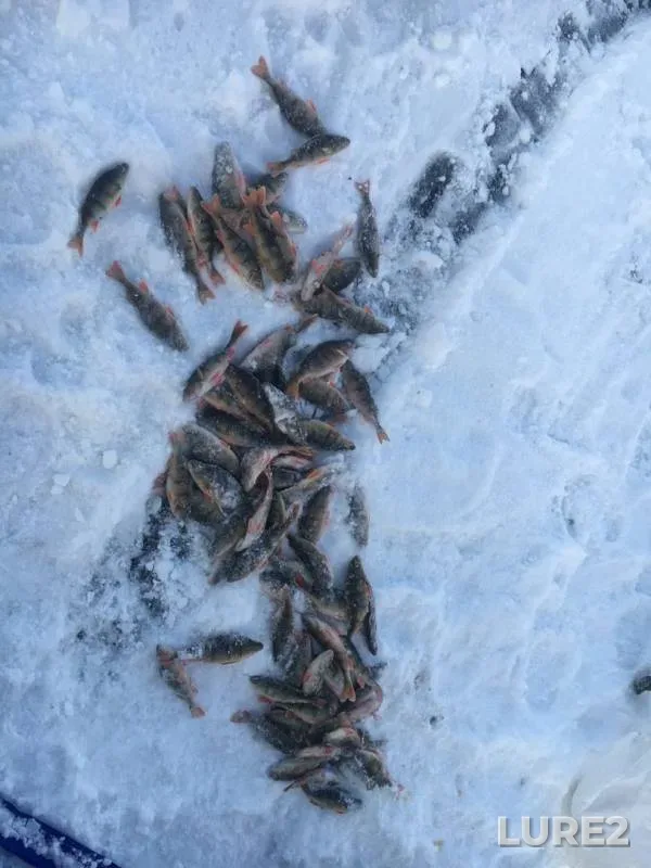 Perch — Arakhley, Feb 29, 2020