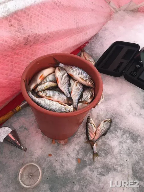 Roach — Shakshinskoye, Mar 15, 2020
