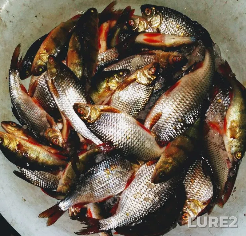 Perch, Roach — Zabaykalskiy kray, Mar 15, 2020