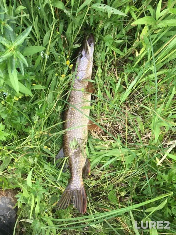 Perch, Pike — protoka Ochimkina, Jul 12, 2019