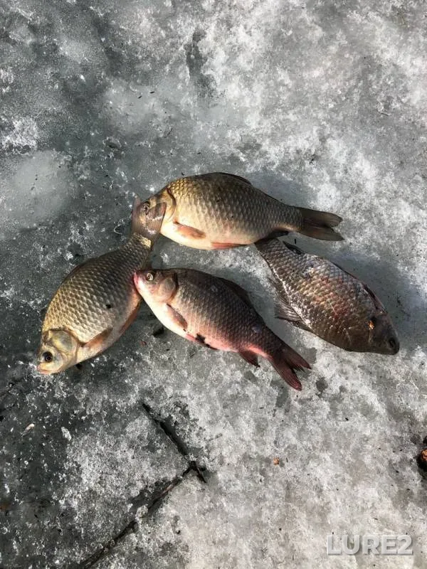 Crucian carp — Balzinskoye, Mar 19, 2020
