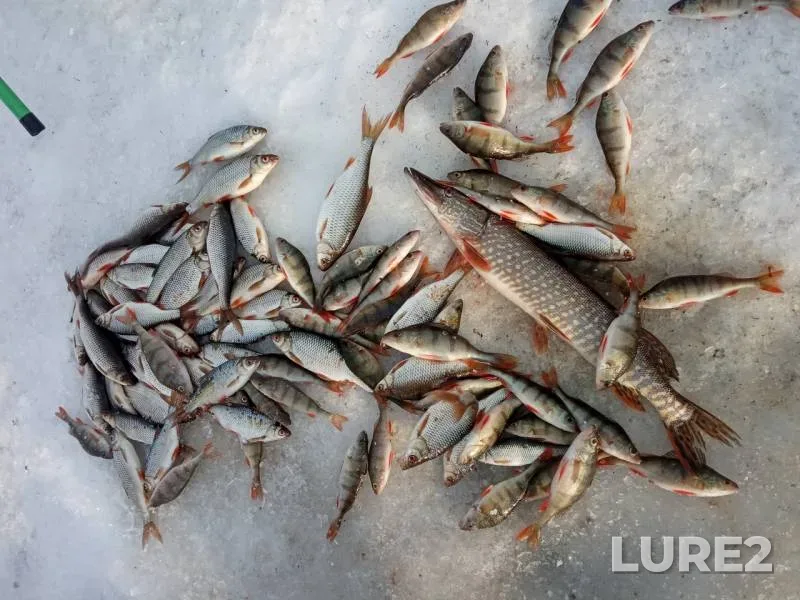 Perch, Pike — Arakhley, Mar 21, 2020