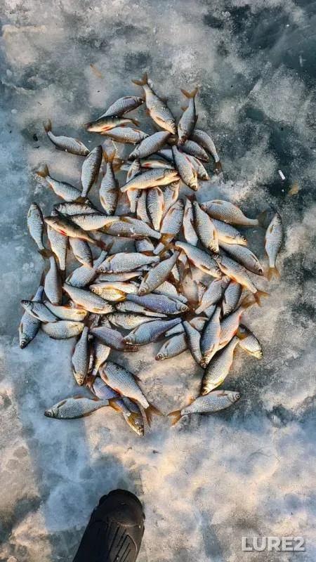Roach — Shakshinskoye, Mar 23, 2020