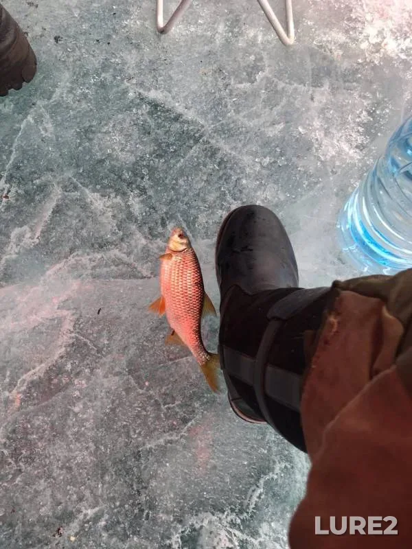 Perch, Roach — Shakshinskoye, Apr 01, 2020