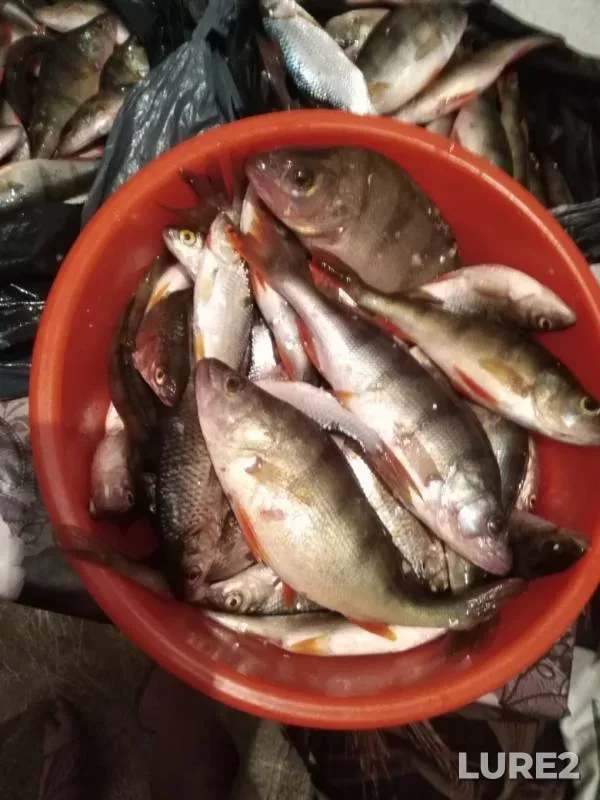 Perch, Pike — Bolshoy Undugun, Apr 01, 2020
