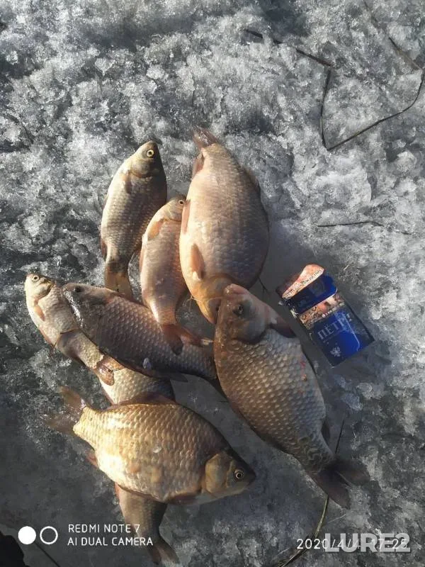 Crucian carp — Kenon, Apr 04, 2020