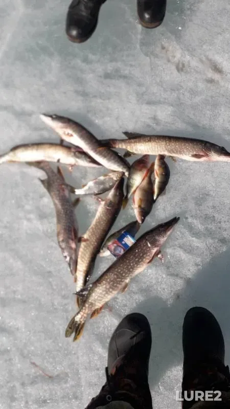 Perch, Pike — Bolshoy Undugun, Apr 05, 2020