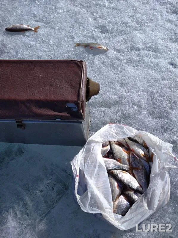 Perch, Roach — Shakshinskoye, Apr 06, 2020
