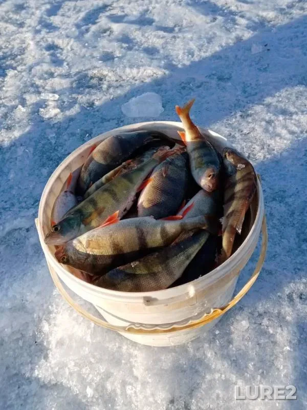 Perch — Arakhley, Apr 07, 2020