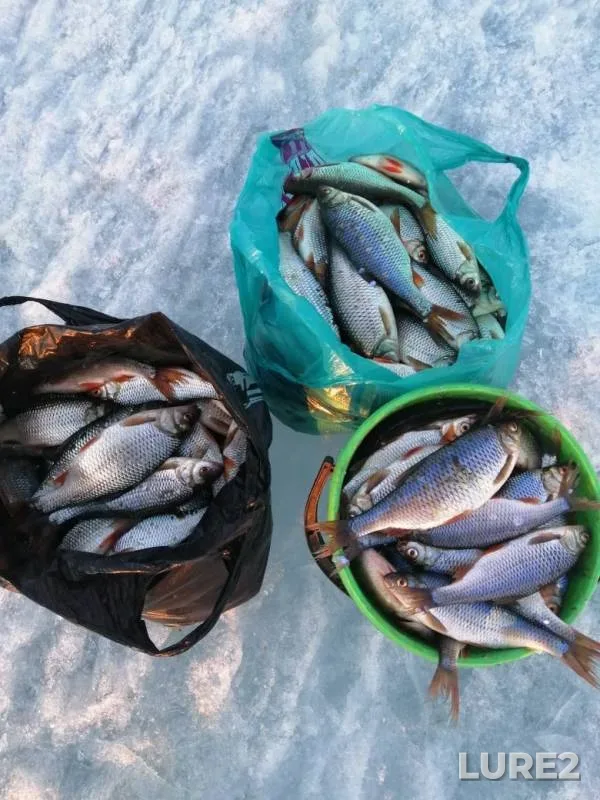 Roach — Khilok, Apr 10, 2020